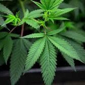 Guy Laliberte i blåsväder efter att ha odlat Cannabis på privat Ö