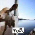 Yksi